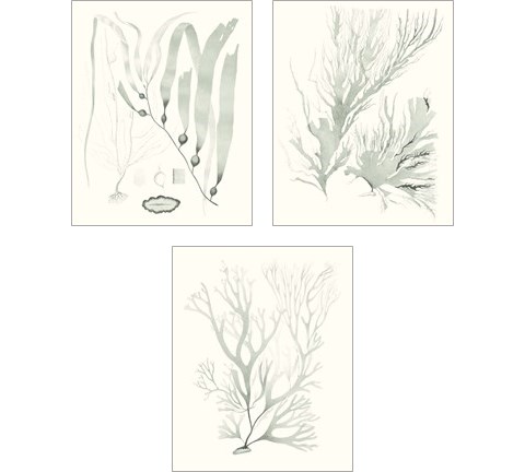 Sage Green Seaweed 3 Piece Art Print Set by Vision Studio