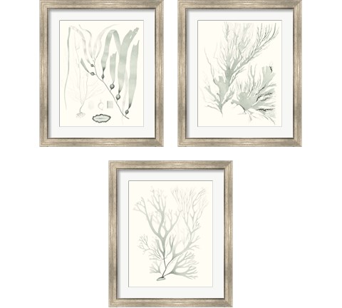 Sage Green Seaweed 3 Piece Framed Art Print Set by Vision Studio