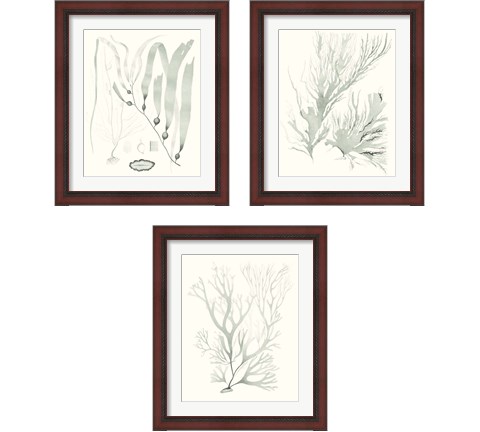 Sage Green Seaweed 3 Piece Framed Art Print Set by Vision Studio