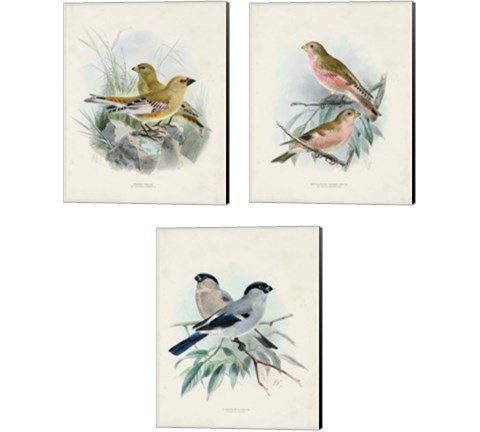 Antique Birds 3 Piece Canvas Print Set