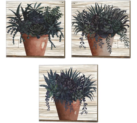 Remarkable Succulents 3 Piece Canvas Print Set by Cindy Jacobs