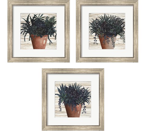 Remarkable Succulents 3 Piece Framed Art Print Set by Cindy Jacobs