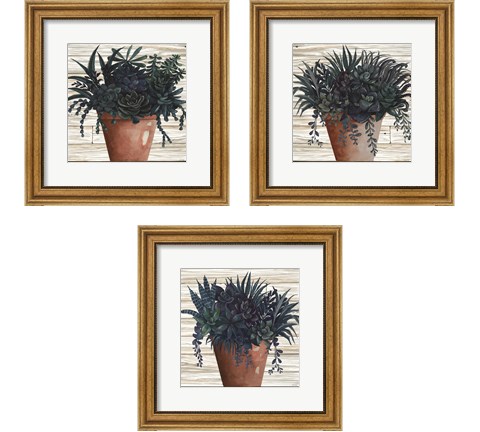 Remarkable Succulents 3 Piece Framed Art Print Set by Cindy Jacobs