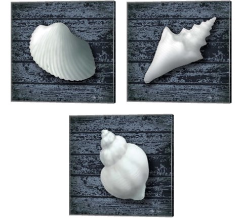 Seashore Shells Navy 3 Piece Canvas Print Set by Marie-Elaine Cusson