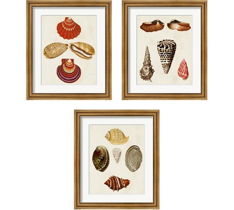 Knorr Shells 3 Piece Framed Art Print Set by George Wolfgang Knorr