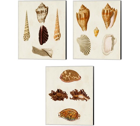 Knorr Shells 3 Piece Canvas Print Set by George Wolfgang Knorr