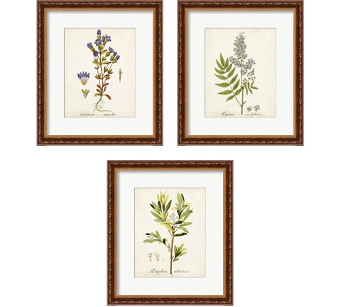 Antique Herb Botanical 3 Piece Framed Art Print Set