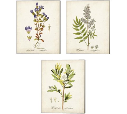 Antique Herb Botanical 3 Piece Canvas Print Set