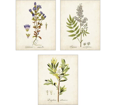 Antique Herb Botanical 3 Piece Art Print Set