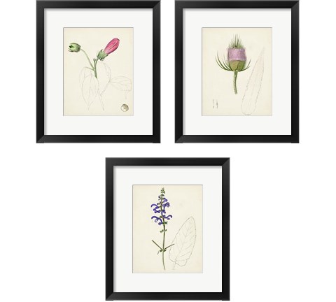 Watercolor Botanical Sketches 3 Piece Framed Art Print Set