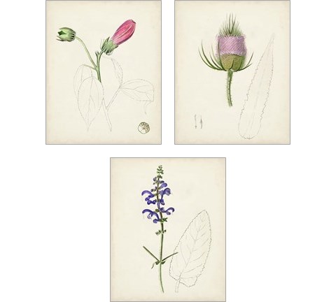 Watercolor Botanical Sketches 3 Piece Art Print Set