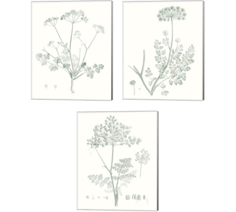 Botanical Study in Sage 3 Piece Canvas Print Set by Vision Studio