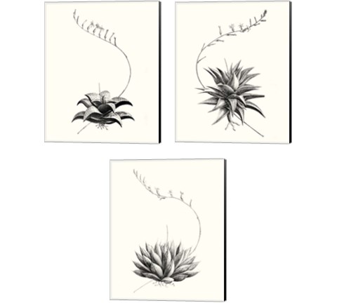 Graphic Succulents 3 Piece Canvas Print Set by Vision Studio