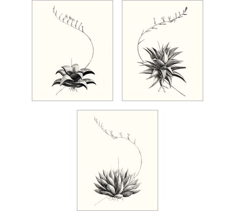 Graphic Succulents 3 Piece Art Print Set by Vision Studio
