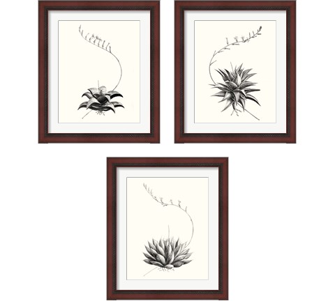Graphic Succulents 3 Piece Framed Art Print Set by Vision Studio