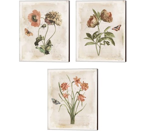 Antiquarian Blooms 3 Piece Canvas Print Set by Katie Pertiet