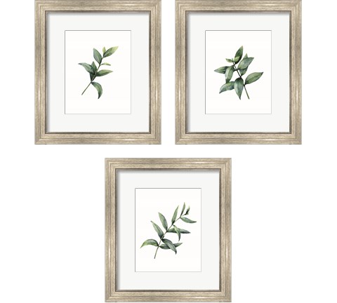 Eucalyptus  3 Piece Framed Art Print Set by Seven Trees Design