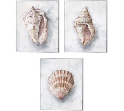 White Shell Study 3 Piece Canvas Print Set by Ethan Harper