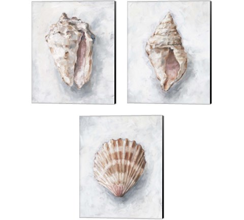 White Shell Study 3 Piece Canvas Print Set by Ethan Harper