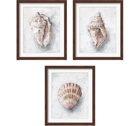 White Shell Study 3 Piece Framed Art Print Set by Ethan Harper