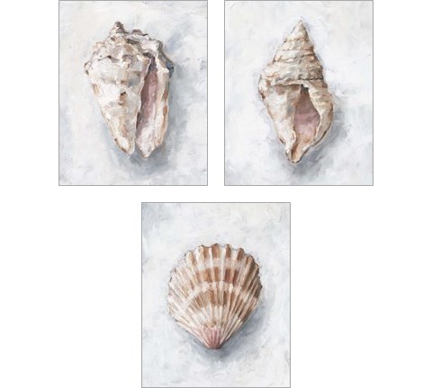 White Shell Study 3 Piece Art Print Set by Ethan Harper