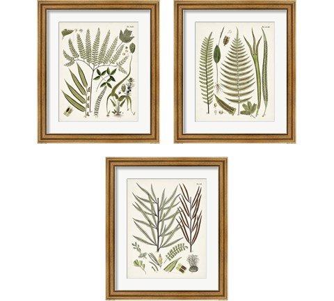 Fanciful Ferns 3 Piece Framed Art Print Set