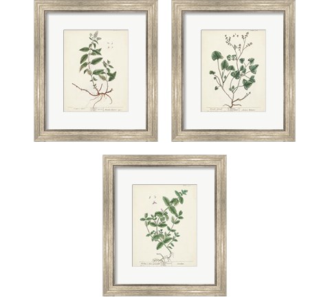 Antique Herbs 3 Piece Framed Art Print Set