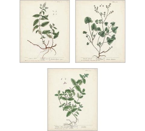 Antique Herbs 3 Piece Art Print Set