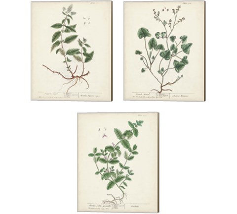 Antique Herbs 3 Piece Canvas Print Set