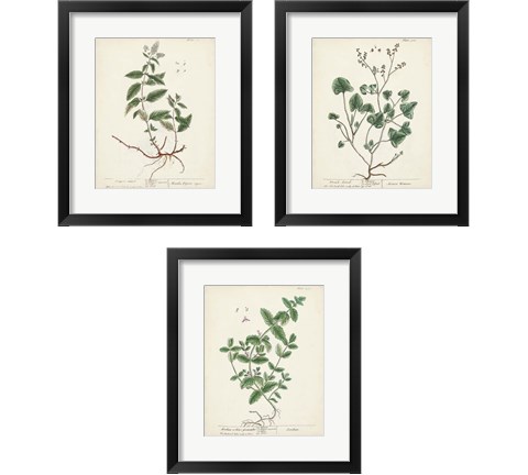 Antique Herbs 3 Piece Framed Art Print Set