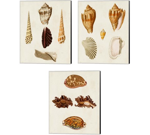 Knorr Shells 3 Piece Canvas Print Set by George Wolfgang Knorr