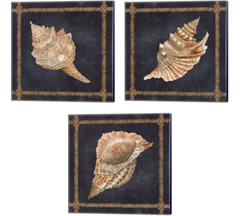 Seashell on Navy 3 Piece Canvas Print Set by Cindy Jacobs