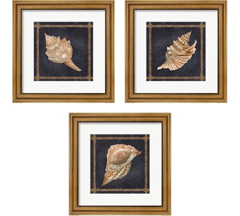 Seashell on Navy 3 Piece Framed Art Print Set by Cindy Jacobs