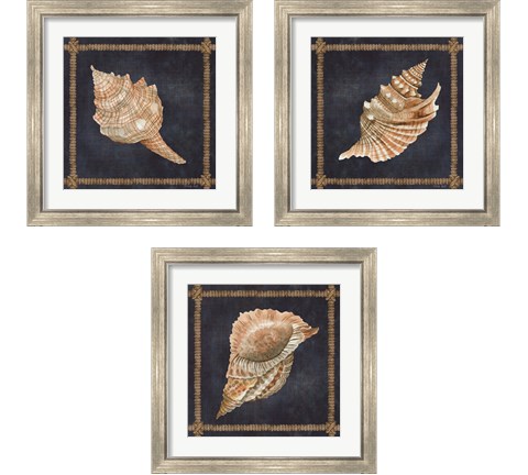 Seashell on Navy 3 Piece Framed Art Print Set by Cindy Jacobs