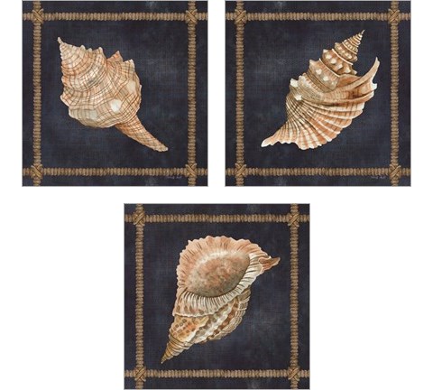Seashell on Navy 3 Piece Art Print Set by Cindy Jacobs