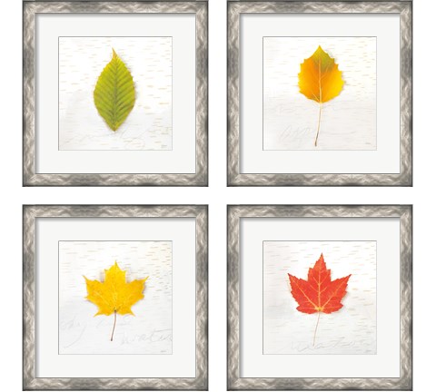 Autumn Colors 4 Piece Framed Art Print Set by Sue Schlabach