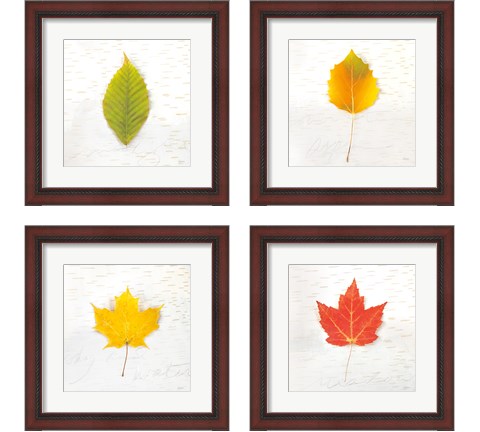 Autumn Colors 4 Piece Framed Art Print Set by Sue Schlabach