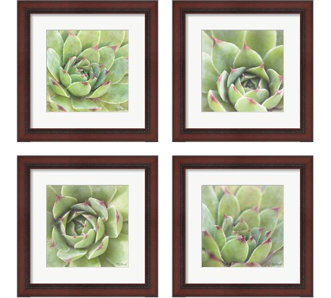 Garden Succulents 4 Piece Framed Art Print Set by Laura Marshall