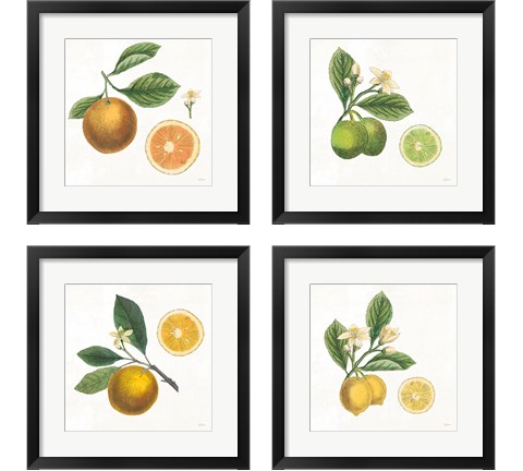 Classic Citrus 4 Piece Framed Art Print Set by Sue Schlabach