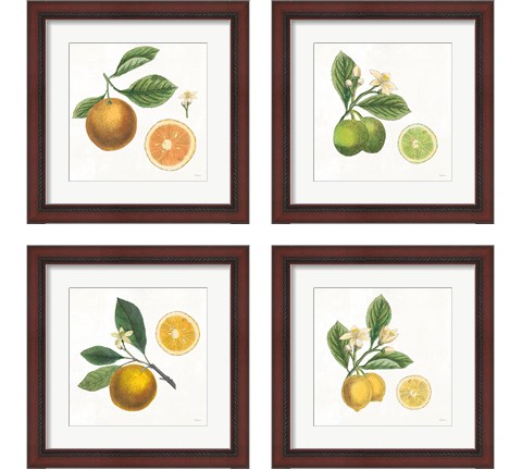 Classic Citrus 4 Piece Framed Art Print Set by Sue Schlabach