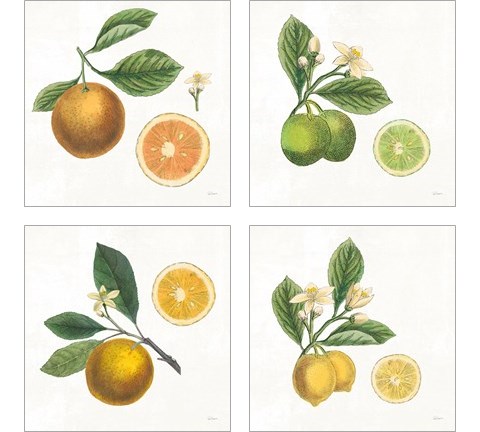 Classic Citrus 4 Piece Art Print Set by Sue Schlabach