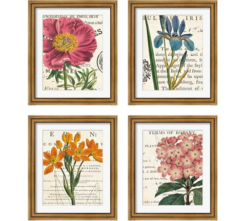 Floral Botany 4 Piece Framed Art Print Set by Sue Schlabach