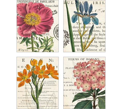 Floral Botany 4 Piece Art Print Set by Sue Schlabach