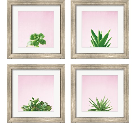 Succulent Simplicity on Pink 4 Piece Framed Art Print Set by Felicity Bradley