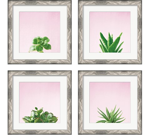 Succulent Simplicity on Pink 4 Piece Framed Art Print Set by Felicity Bradley