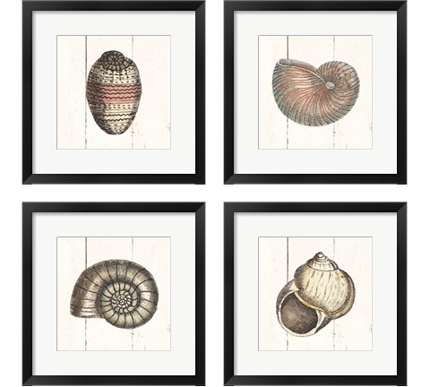 Shell Sketches Shiplap 4 Piece Framed Art Print Set by Wild Apple Portfolio