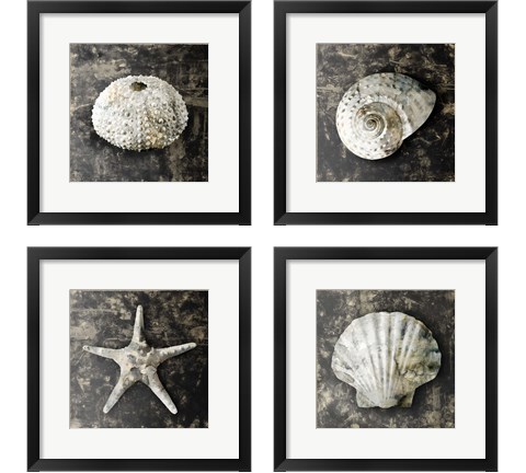 Marble Shell  4 Piece Framed Art Print Set by Edward Selkirk