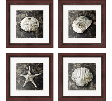 Marble Shell  4 Piece Framed Art Print Set by Edward Selkirk