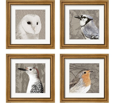 Feathered  4 Piece Framed Art Print Set by Posters International Studio