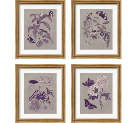 Nature Study in Plum & Taupe 4 Piece Framed Art Print Set by Maria Sibylla Merian